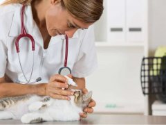 Cat-Eye-Infection-Feature