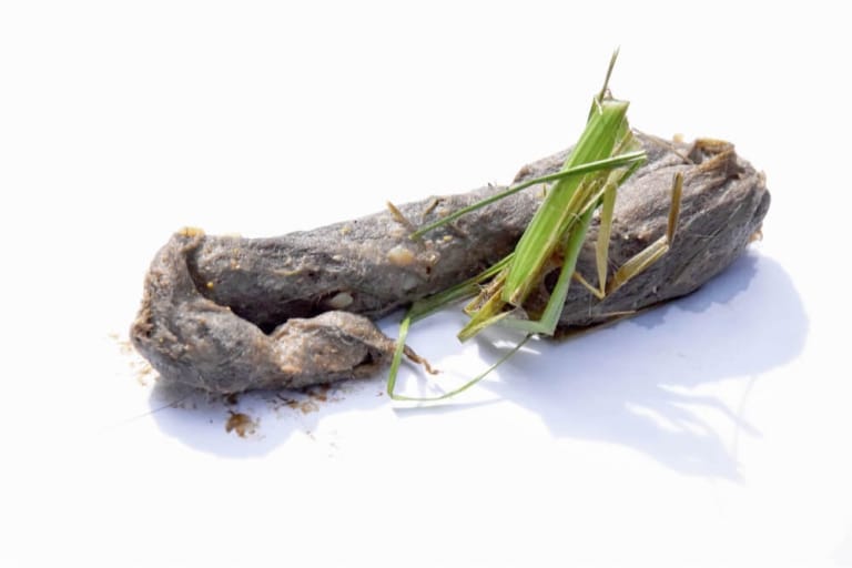 Cat Hairballs Causes, Symptoms & Treatment