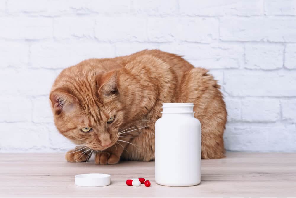Cat looking at pills as a common cause of poisoning in cats