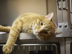 Orange cat lounging in veterinarian cage pancreatitis in cats
