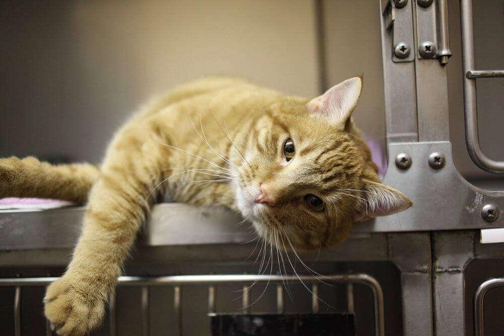 Orange cat lying lazily in veterinary cage Feline pancreatitis