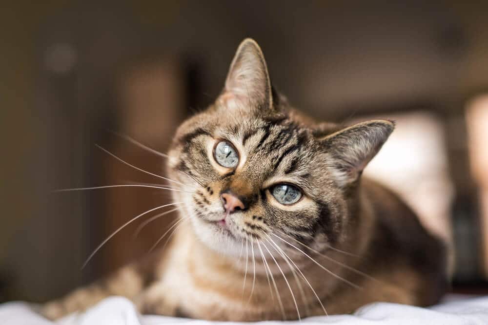 Brown tabby cat with blue eyes having seizures