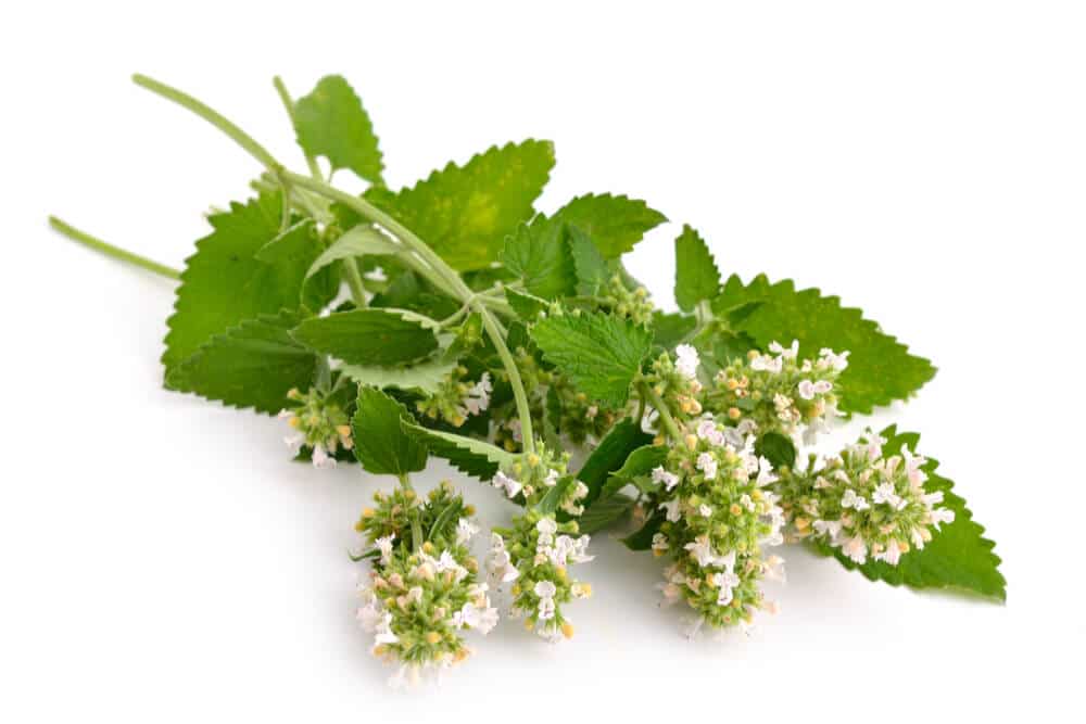 Bundle of catnip leaves, stems, and blossoms