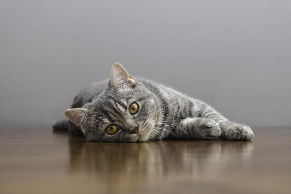 Feline AIDS featured image cat lying on the floor
