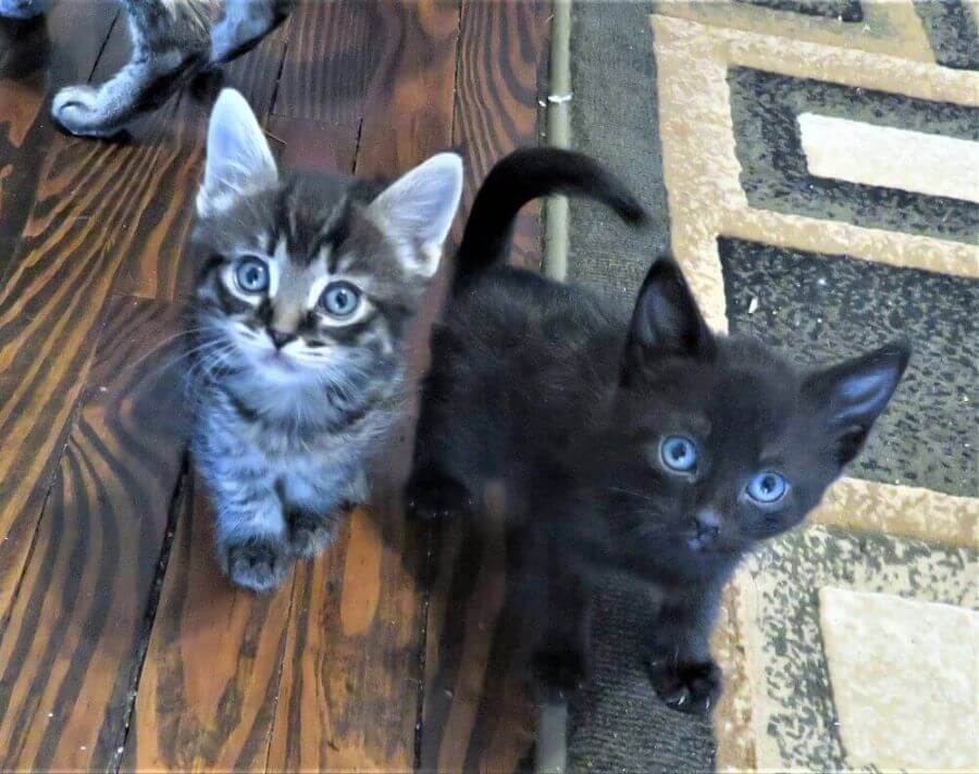Two kittens on the floor at Kitty Mom's Rescue