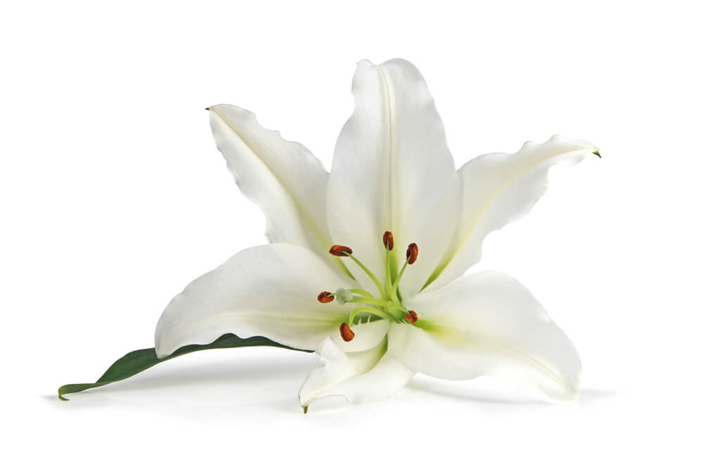 White lily is a plant poisonous to cats