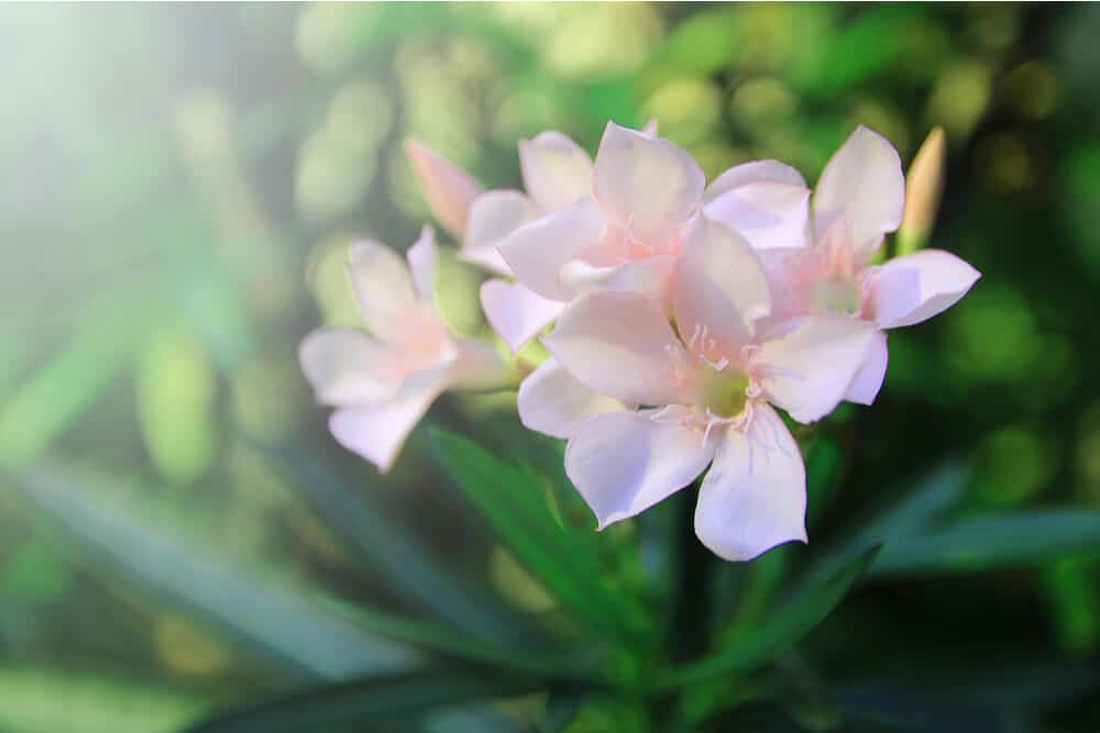 Flores de adelfa rosa pálido