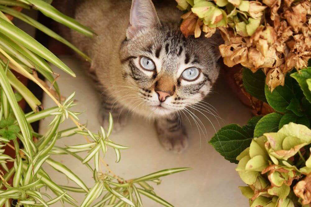 Gato rodeado de flores.