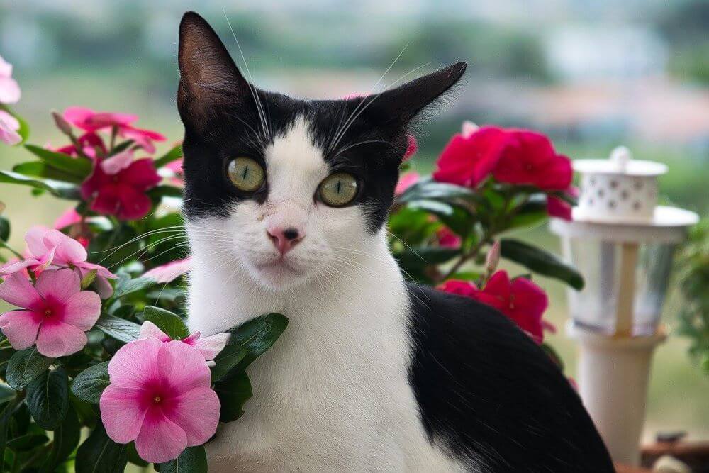 Black and white tuxedo cat surrounded by pink and red flowers