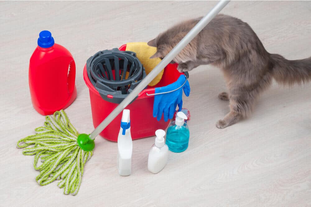 How do cats get poisoned? Household cleaners are one common cause.
