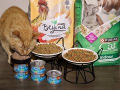 Purina Cat Food Review