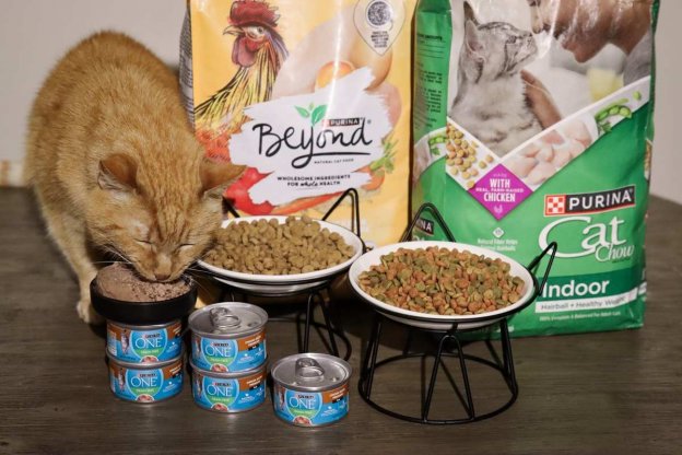 Unbiased Purina Cat Food Review - Cats.com
