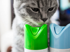 Signs of Cat Poisoning Feature Cat Sniffing Aerosol Cans