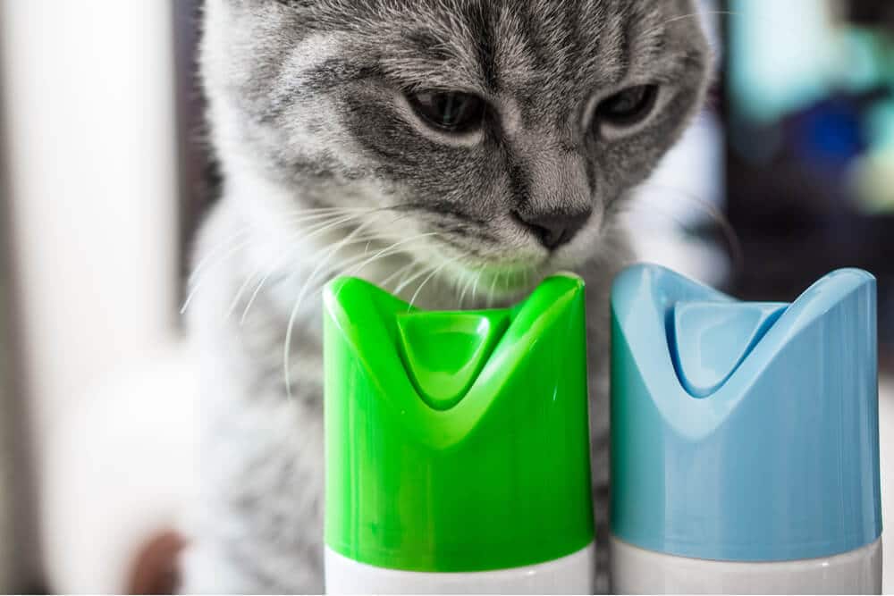 Signs of Cat Poisoning Feature Cat Sniffing Aerosol Cans