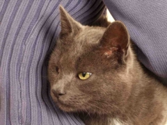 cat with eye problem vet holding
