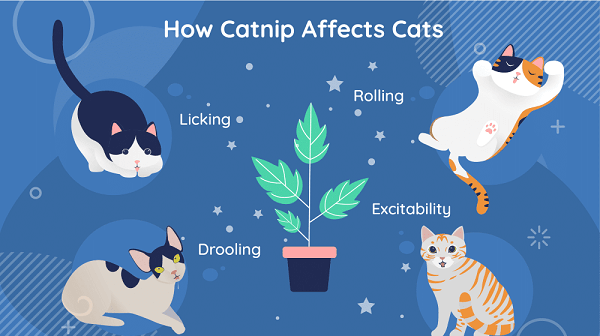 What Is Catnip Why Cats Like It Cats com