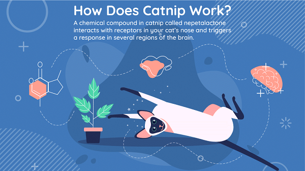 illustration of how does catnip work?