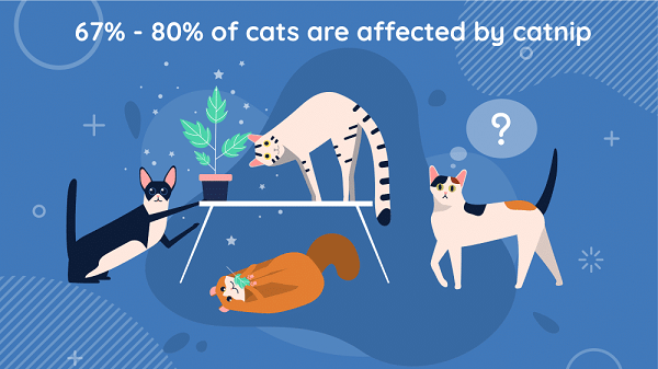 illustration of how cat are affect by catnip