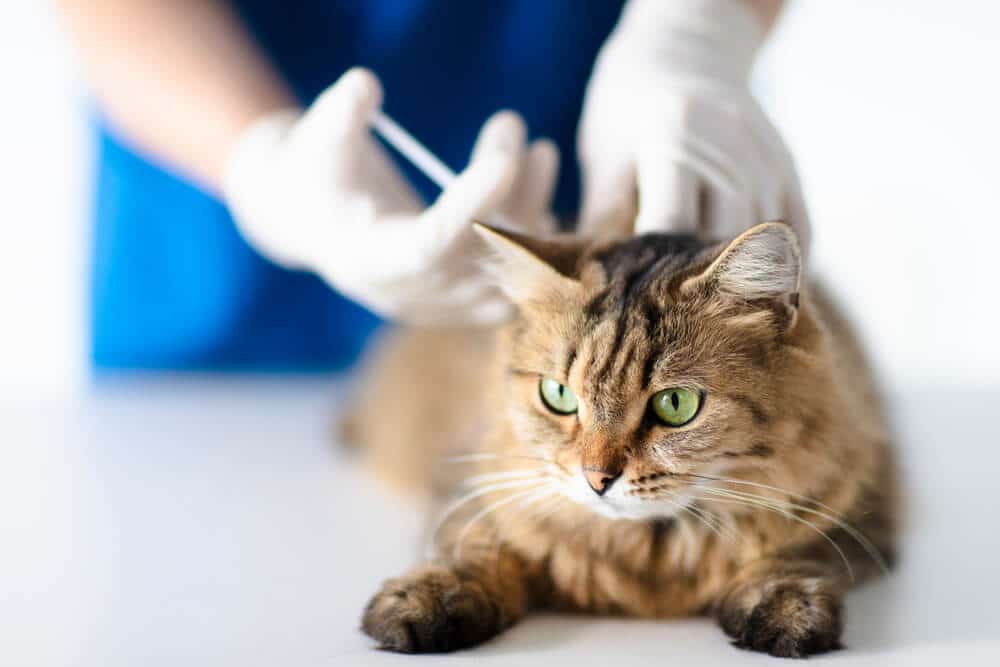 Cerenia for cats injection