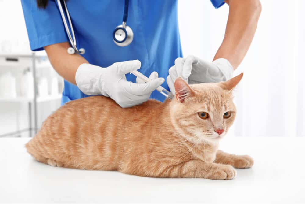 Feline AIDS vaccine injection at vet's office
