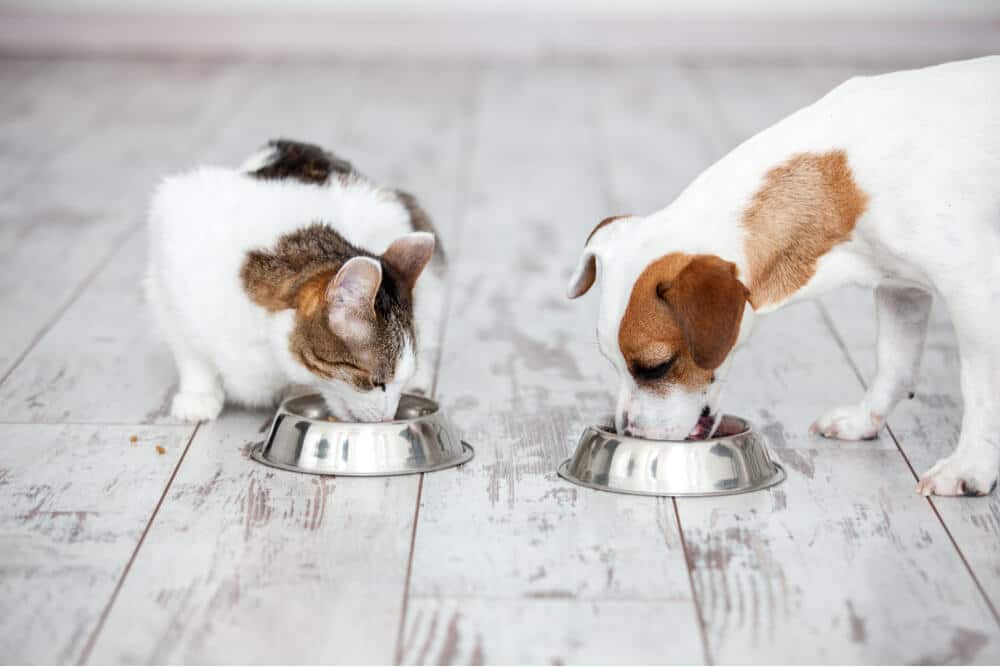 Image of a cat and a dog peacefully eating side by side from a different food bowl, capturing a harmonious moment of coexistence between these pets