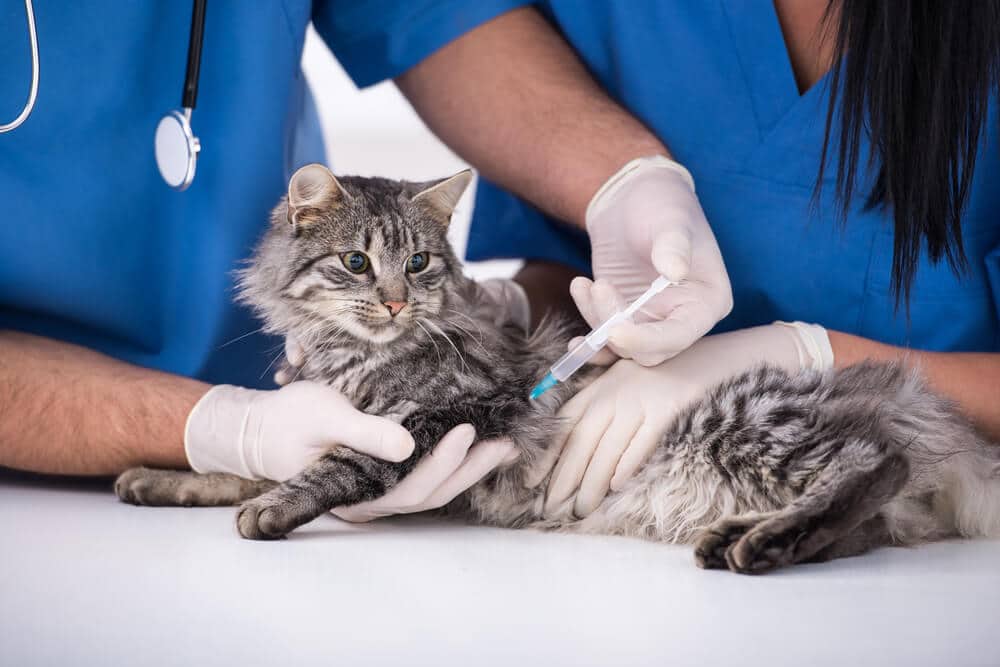 Cat rabies vaccination