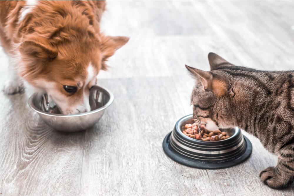 Image capturing a heartwarming scene of a cat and a dog eating together