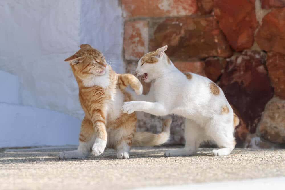 An image symbolizing the topic of cats and rabies transmission, featuring two cats in an aggressive posture.