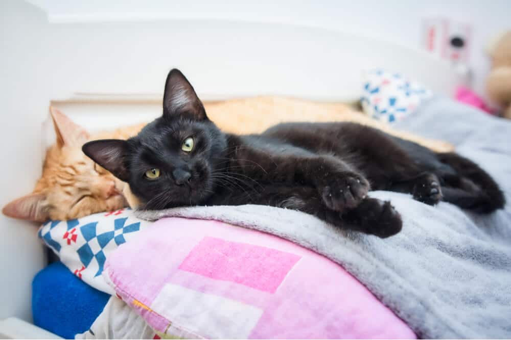 cómo ayudar a los gatos a llevarse bien dos gatos tumbados en una cama