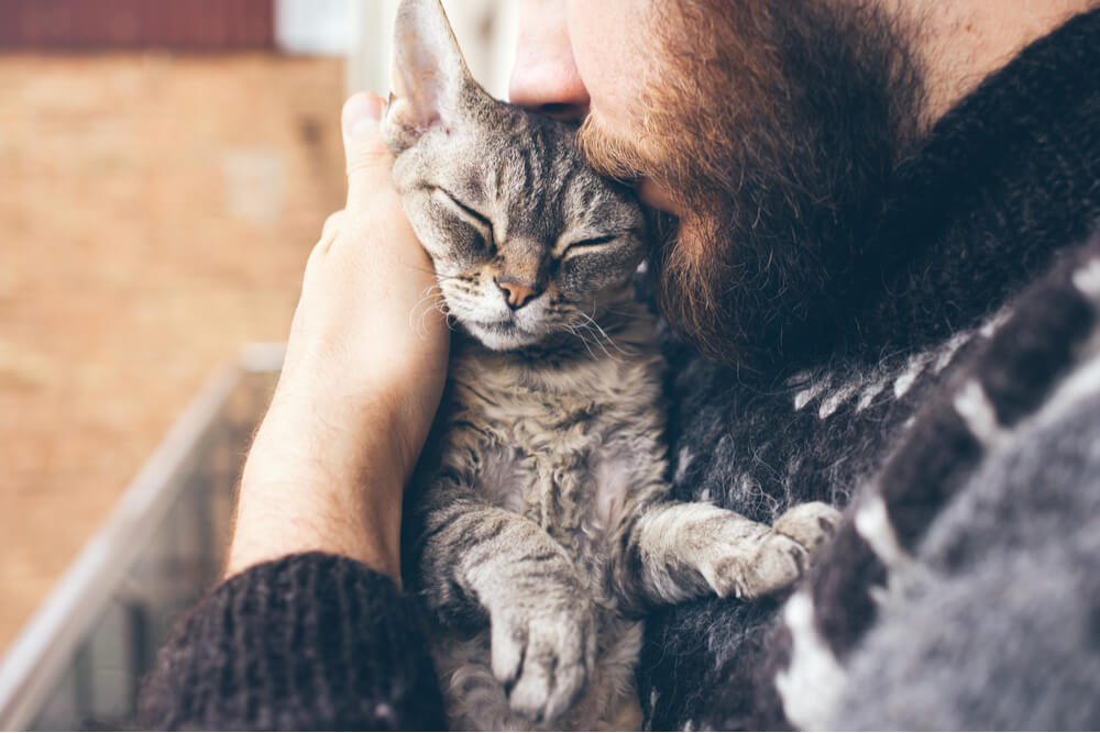 Cómo hacer que le gustes a un gato abrazándote