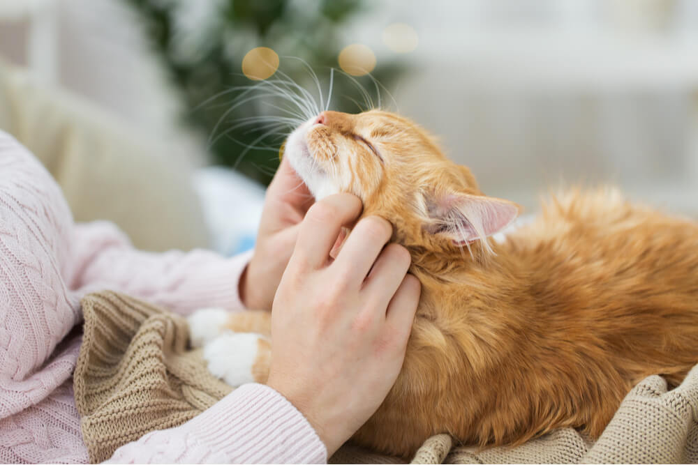 Image depicting steps to foster a strong bond with a cat, as a person learns how to make the feline comfortable and affectionate while sitting on their lap.