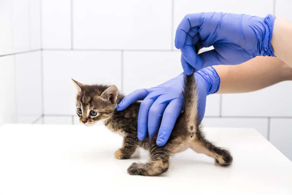 Veterinarian lifting kitten's tail to determine sex