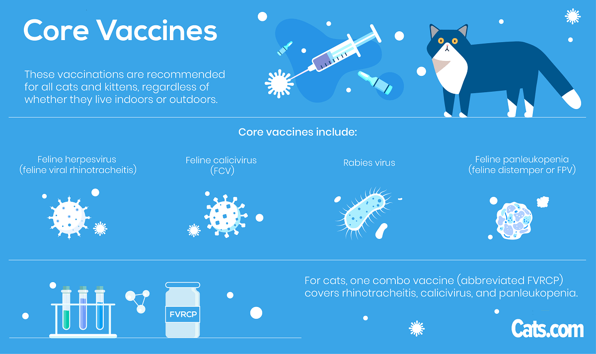 What Vaccines do Cats Need