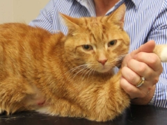 orange cat vet holding cat paw