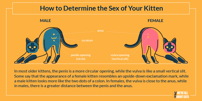 Sexing Kittens: How to Tell the Sex of Your Kitten