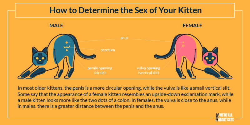 Sexing Male Cat Sexing Male Cat