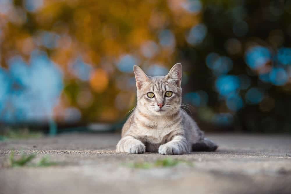 Outdoor cat sitting on sidewalk