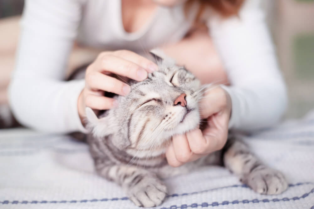 Persona masajeando la cabeza de un gato