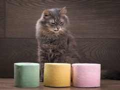 Image depicting a selection of the best cat food options for managing diarrhea in cats.