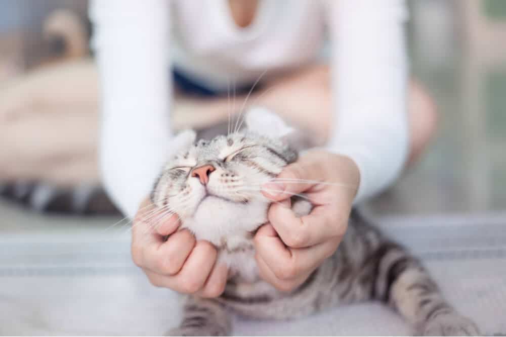 Image depicting a caring owner tending to a cat that has been sick, offering comfort and support during the recovery process.