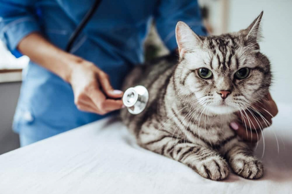 Picture of Cat Coughing: Causes and Treatment - Cats.com