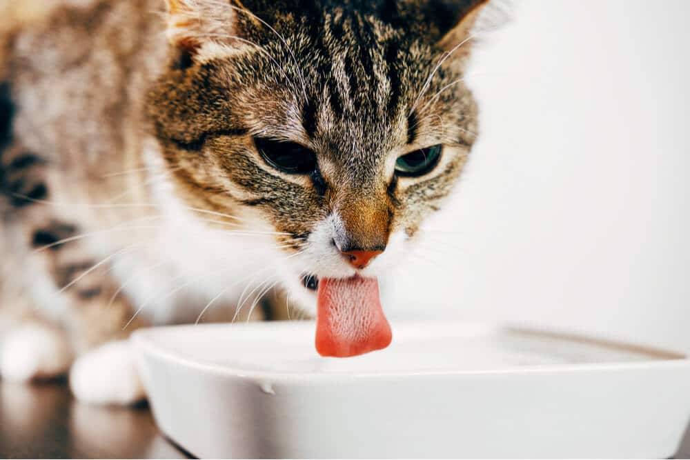 Cat quenching its thirst by drinking water.