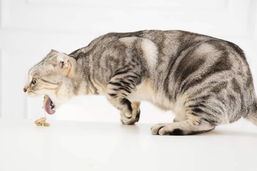 An image of a cat in the midst of vomiting blood