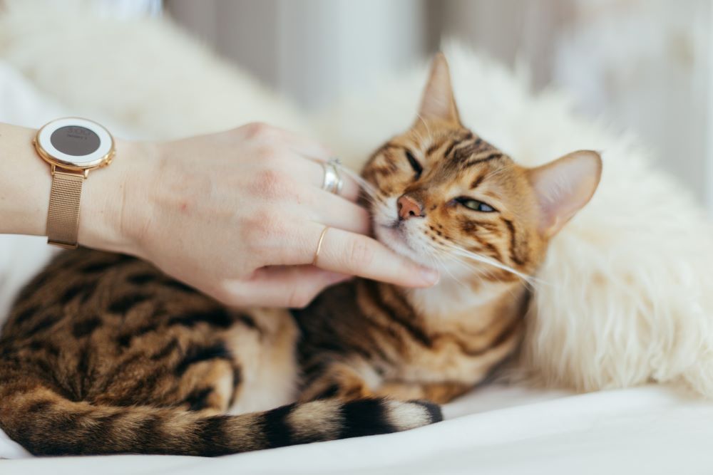 Person petting cat causes of hair loss in cats
