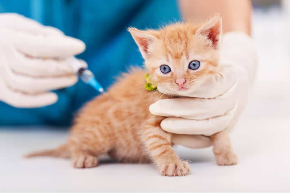 Cat fvrcp hot sale vaccine cost