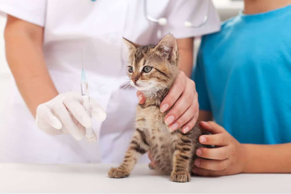 Vacuna FVRCP para gatos Imagen destacada