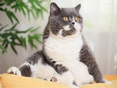 Fatty-Liver-Disease-in-Cats