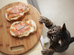 Foods poisonous to cats feature