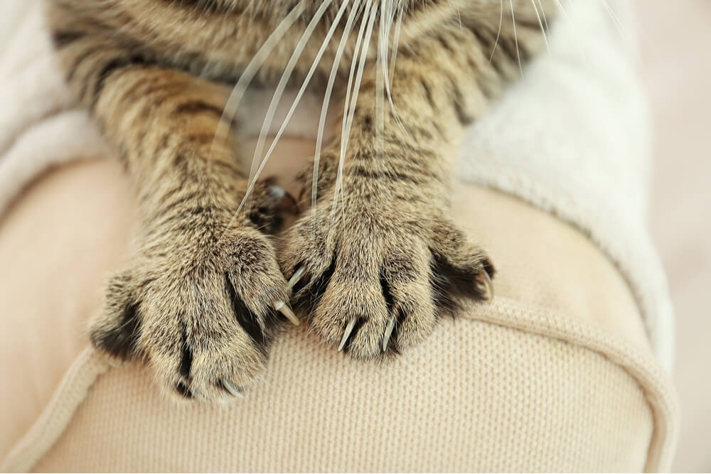 Cat claws on furniture