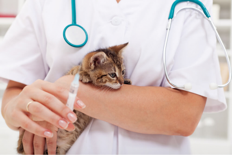 Feline Leukemia Vaccine: Cost, Risks & Side Effects - Cats.com